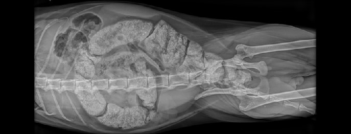 Feline Konstipation und Obstipation